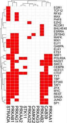 Insight on Transcriptional Regulation of the Energy Sensing AMPK and Biosynthetic mTOR Pathway Genes